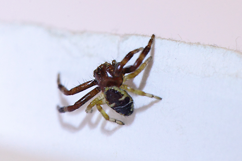 Synema globosum in casa - Badalucco (IM)